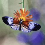 ColorfulButterfly255A9827_edit